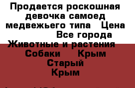 Продается роскошная девочка самоед медвежьего типа › Цена ­ 35 000 - Все города Животные и растения » Собаки   . Крым,Старый Крым